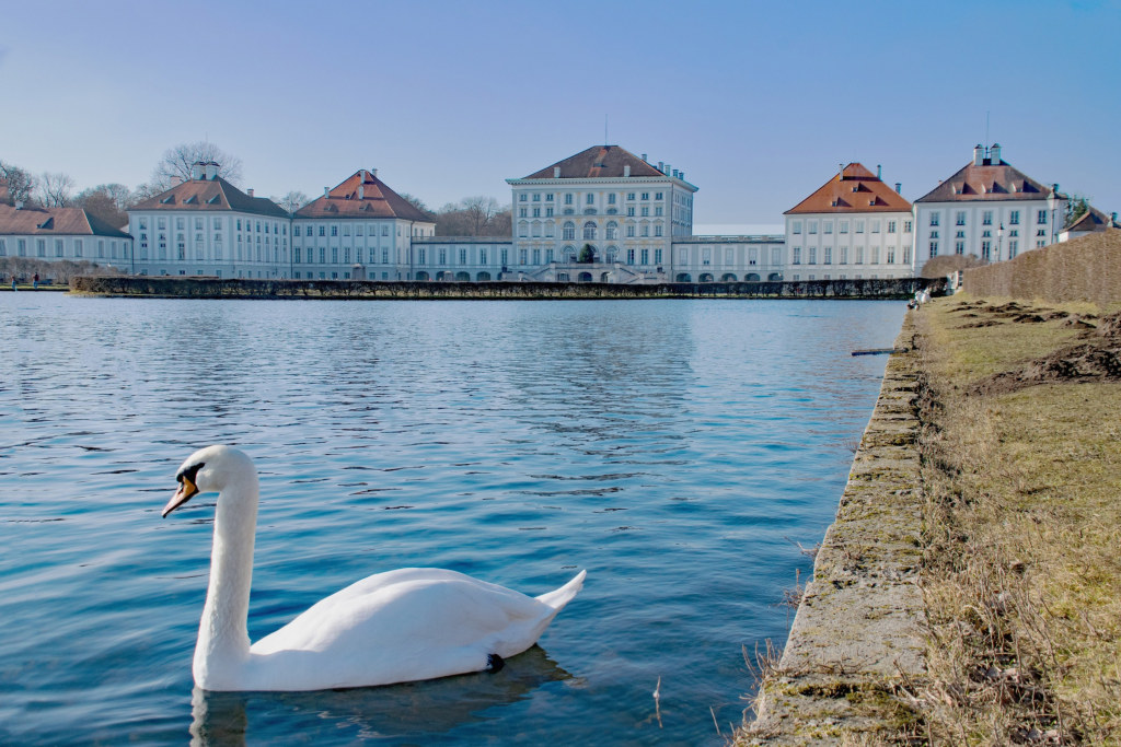 Schwan auf einem See vor Schloss Nymphenburg