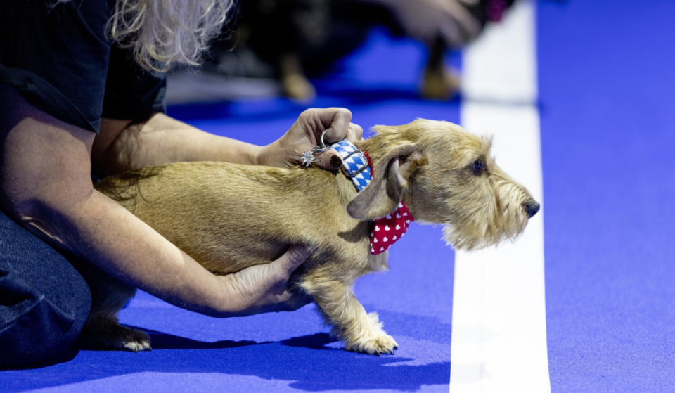 „Deutschlands schnellster Dackel“ tritt zur Titelverteidigung an: Die DogWorld bringt 127 Dackel für ein 40-Meter-Rennen und 150 Aussteller in die historische Motorworld München