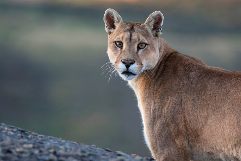 Puma
