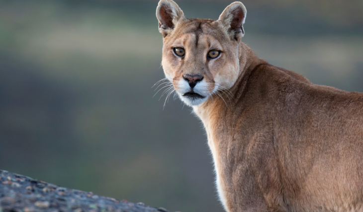 Rätselhafte Sichtung nahe dem Flughafen München: Behörden warnen vor möglicherweise freilaufendem Puma