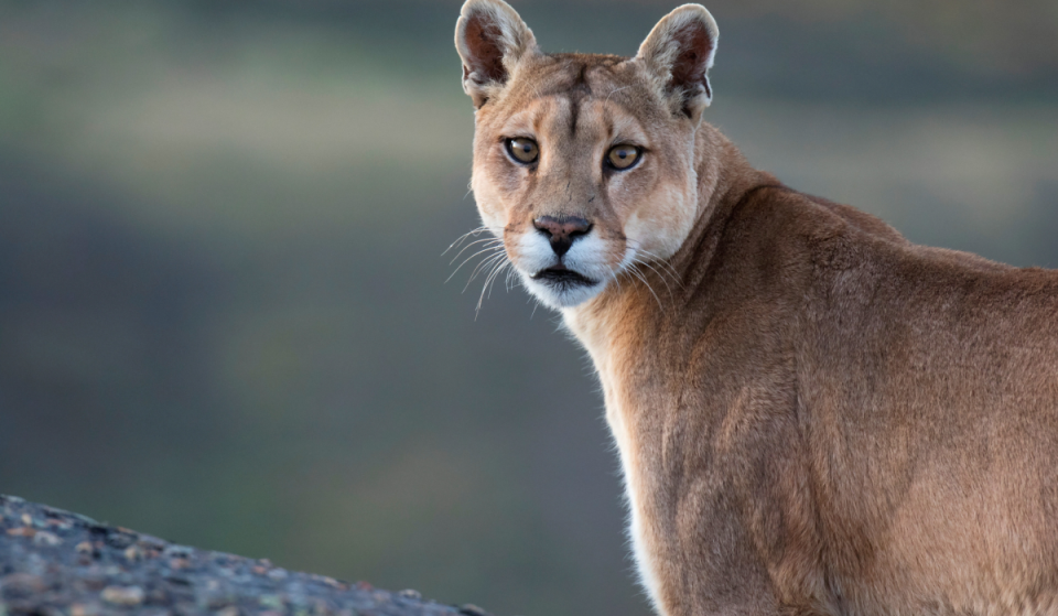 Rätselhafte Sichtung nahe dem Flughafen München: Behörden warnen vor möglicherweise freilaufendem Puma