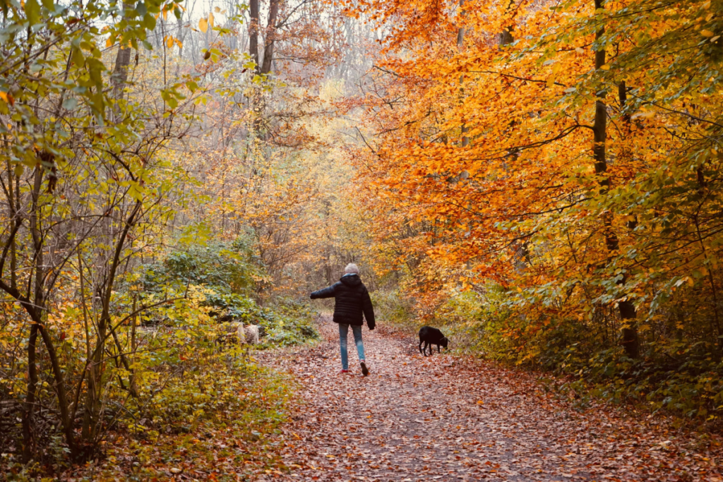 A person walking with a dog in the woods in the fall