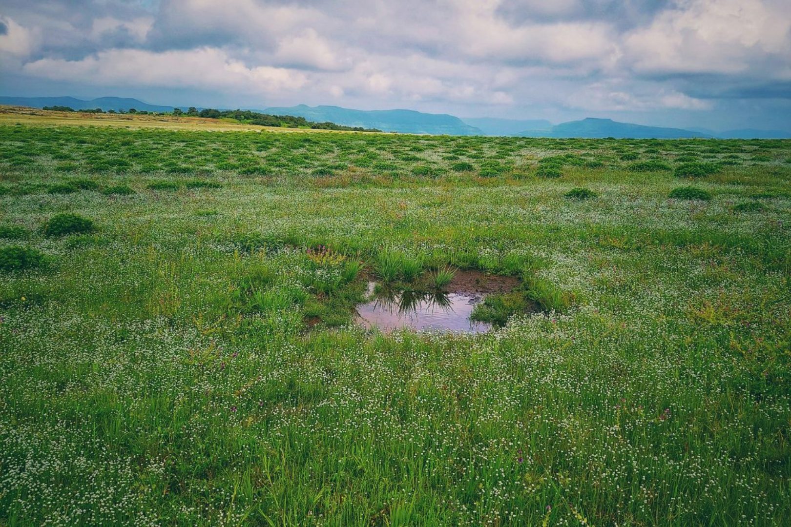 Kaas Plateau Maharashtra