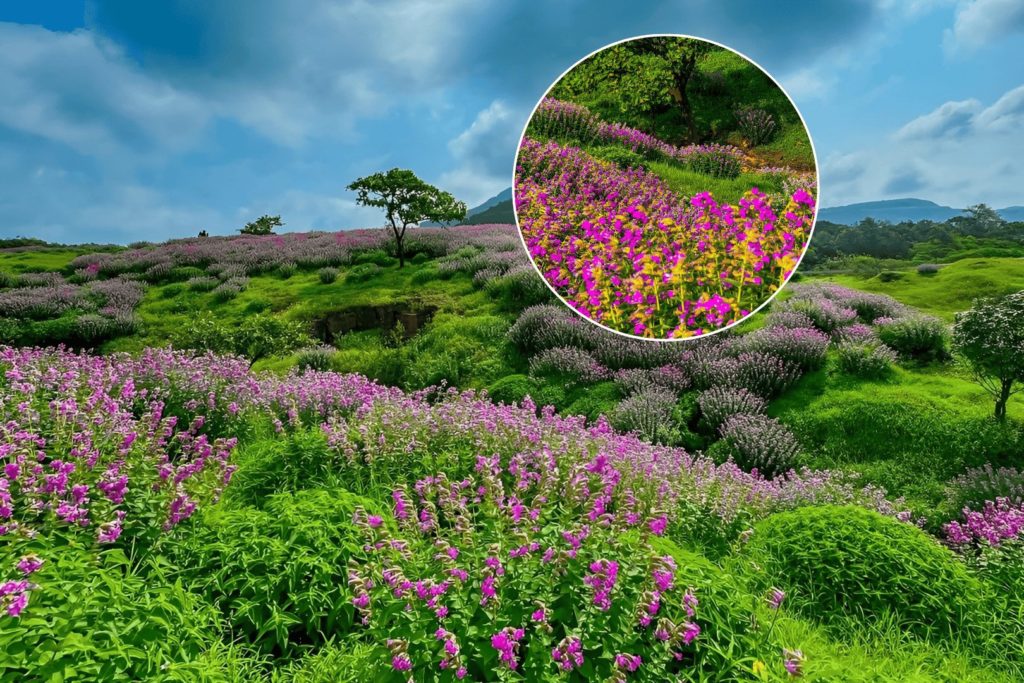 Kaas Plateau Maharashtra