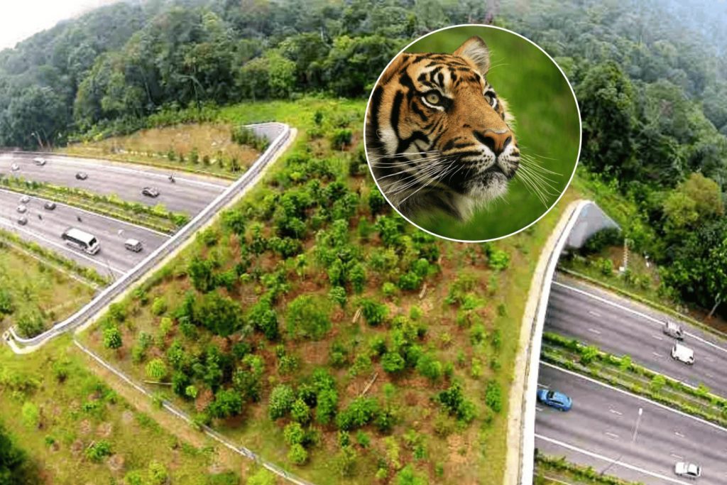 animal overpass on the Delhi-Mumbai expressway