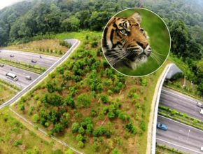 NHAI Recently Unveiled India&#8217;s First &#038; Longest Animal Overpass On The Delhi-Mumbai Expressway