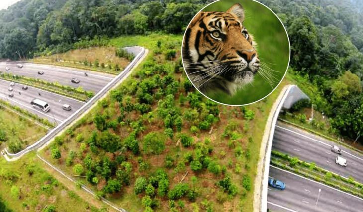 NHAI Recently Unveiled India&#8217;s First &#038; Longest Animal Overpass On The Delhi-Mumbai Expressway