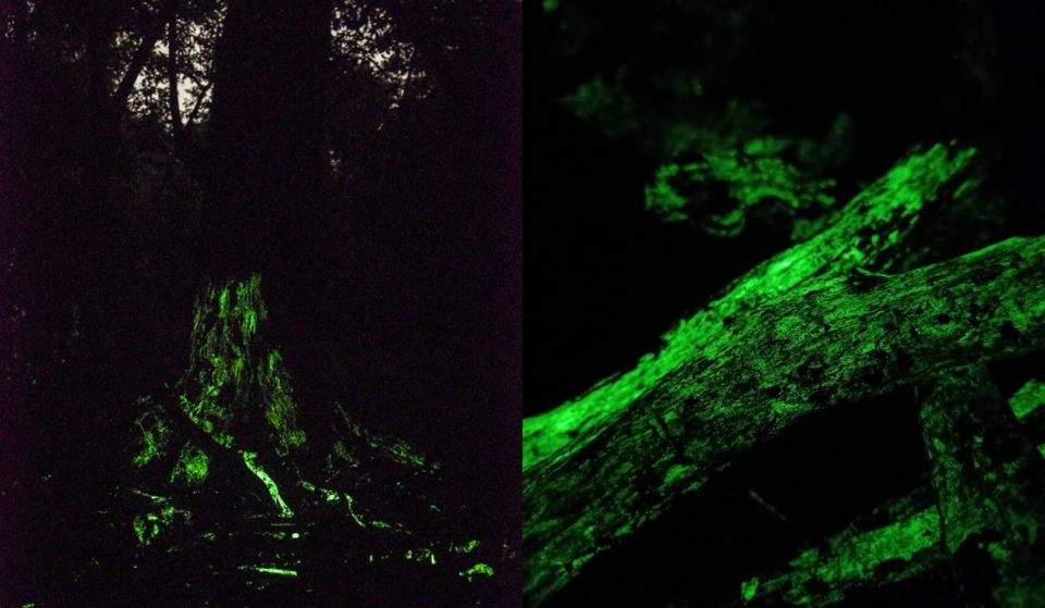 This Enchanting Forest That Glows In The Dark Is Just A Few Hours From Mumbai