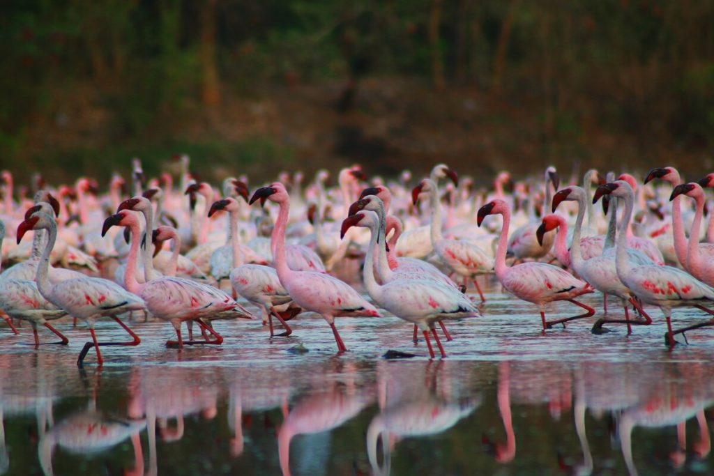Flamingos in Navi Mumbai