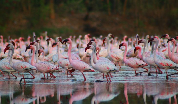 The Pink Season Is Here And It’s Not Just Sunsets! This Is Your Guide To Catch Best Views Of Flamingos In Mumbai