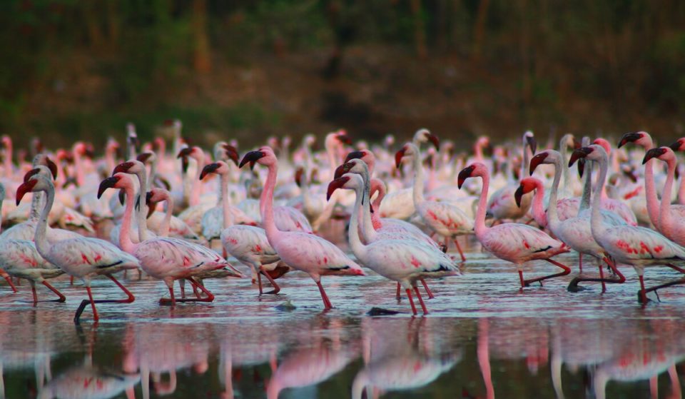The Pink Season Is Here And It’s Not Just Sunsets! This Is Your Guide To Catch Best Views Of Flamingos In Mumbai