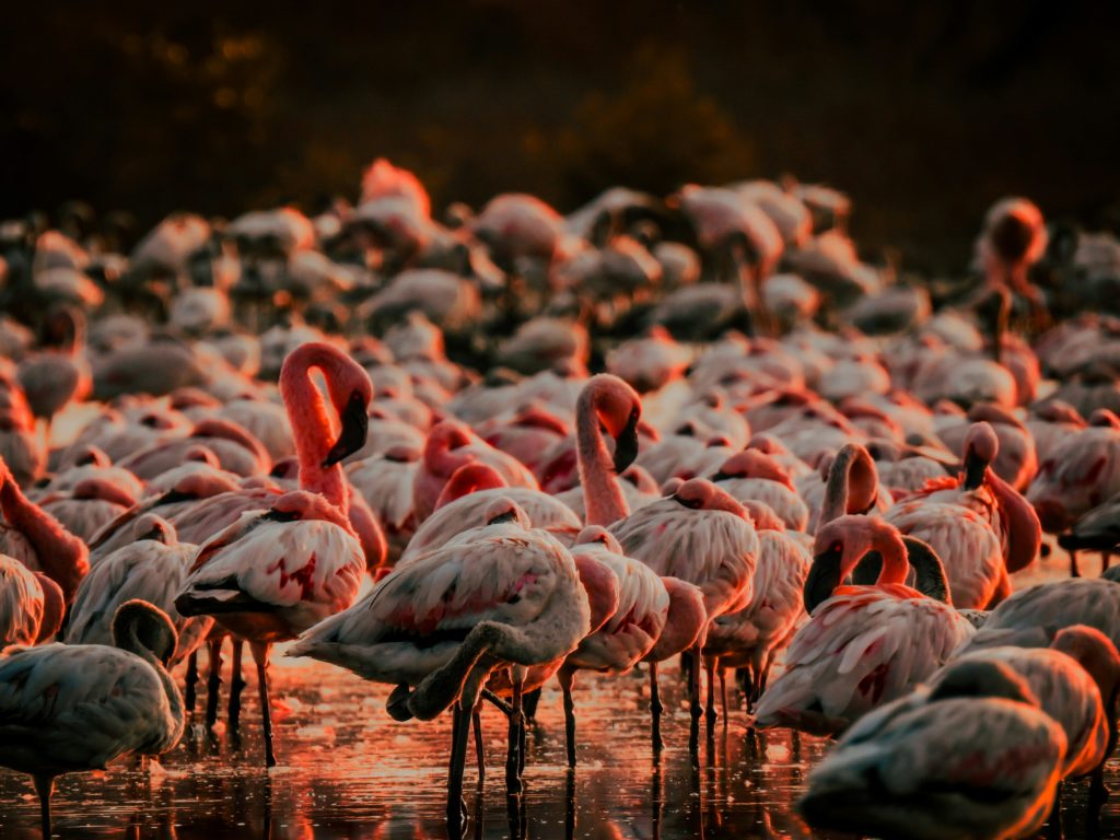 Flamingos in Thane Creek