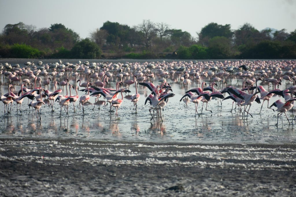 flamingos in mumbai