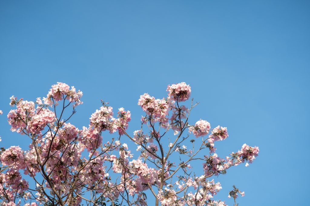 Japan’s Cherry Blossoms Are Going Viral In Mumbai Highways Only For A Month But It’s Not What You Think