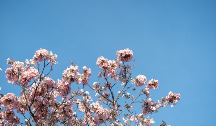 Japan’s Cherry Blossoms Are Going Viral In Mumbai Highways Only For A Month But It’s Not What You Think