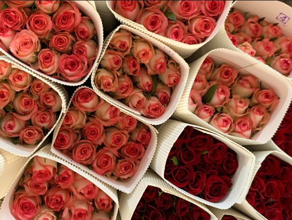 Rose farms in Lonavala