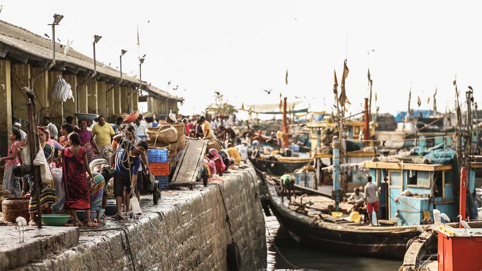 sassoon docks fish auction