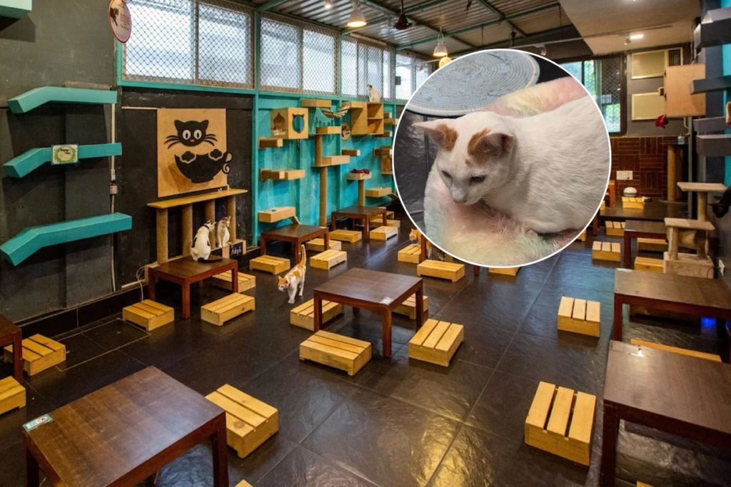 cat cafe studio in versova