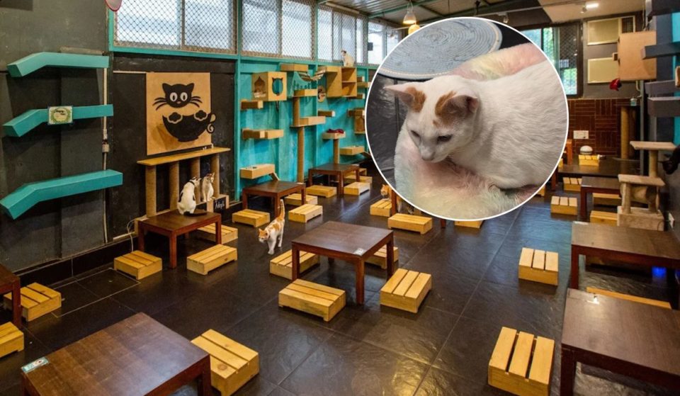 This Cosy Cafe In Versova Is The Purrfect Therapy Session With Cat Fluffs And All-Day Breakfasts