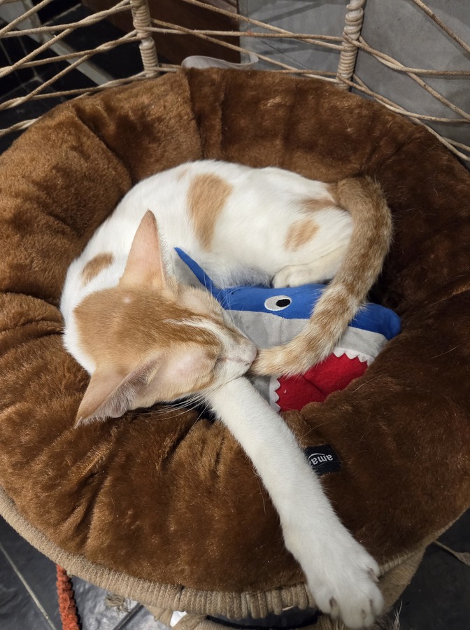 cat cafe studio in versova, how to adopt a cat