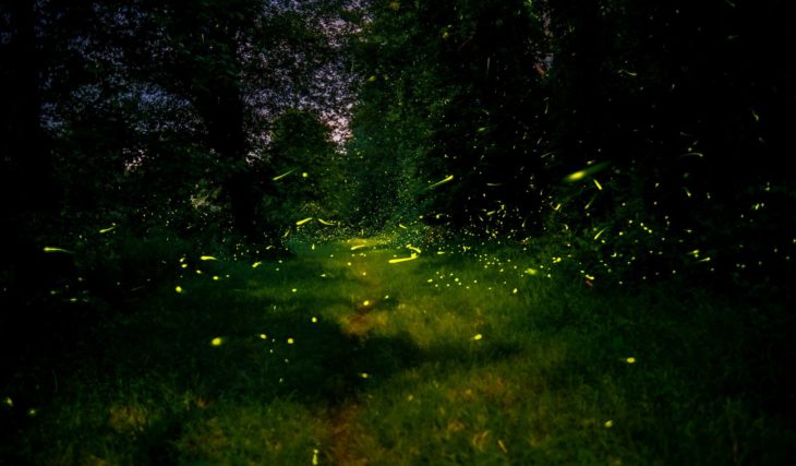 Nature’s stunning light show is back only a few hours away from Mumbai at Maharashtra’s firefly festival 2026