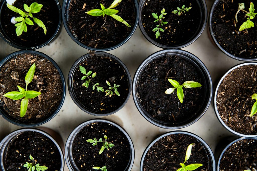 free plant giveaway, ghatkopar 2026