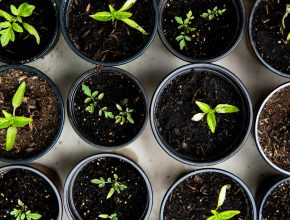 Over 25,000 free plants are waiting to be adopted in Ghatkopar, and here’s how you can get one