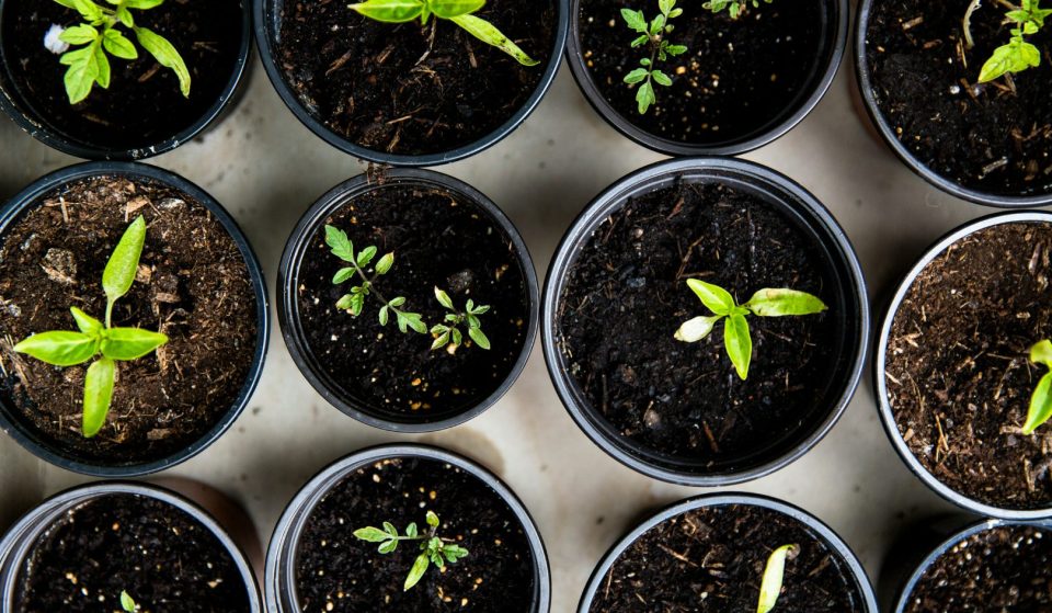 Over 25,000 free plants are waiting to be adopted in Ghatkopar, and here’s how you can get one
