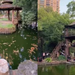 Video of Nirvana Park’s free treehouse in Powai, Mumbai