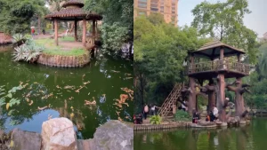 Video of Nirvana Park’s free treehouse in Powai, Mumbai