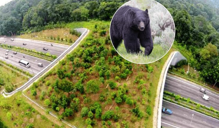 India&#8217;s First &#038; Longest Animal Overpass Has Been Built By The NHAI On The Delhi-Mumbai Expressway