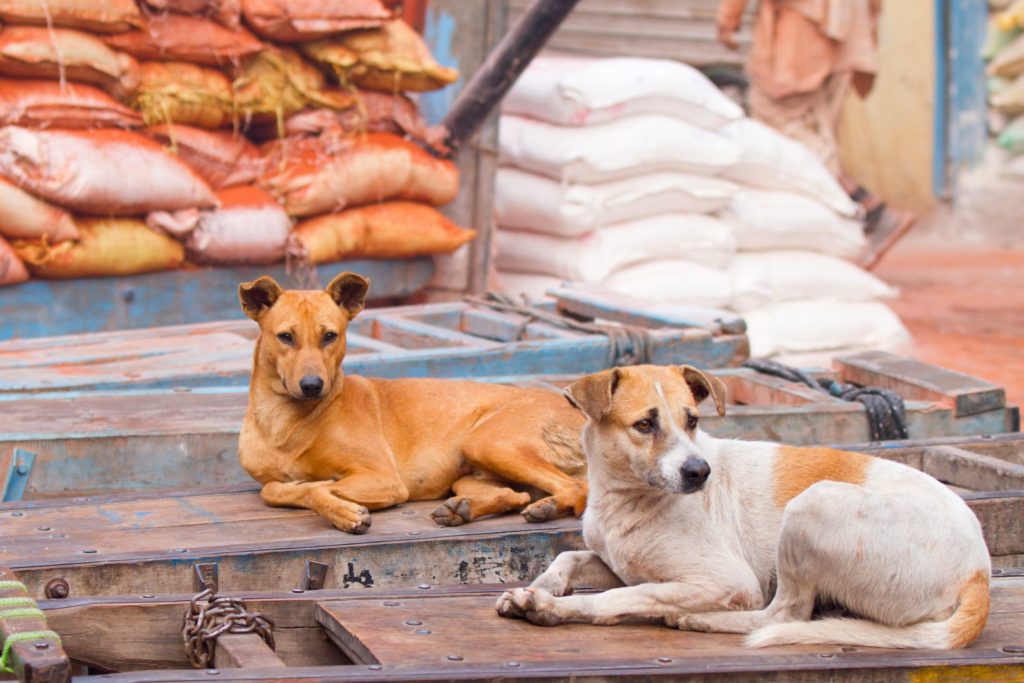 Stray dogs lounging in the streets of Delhi