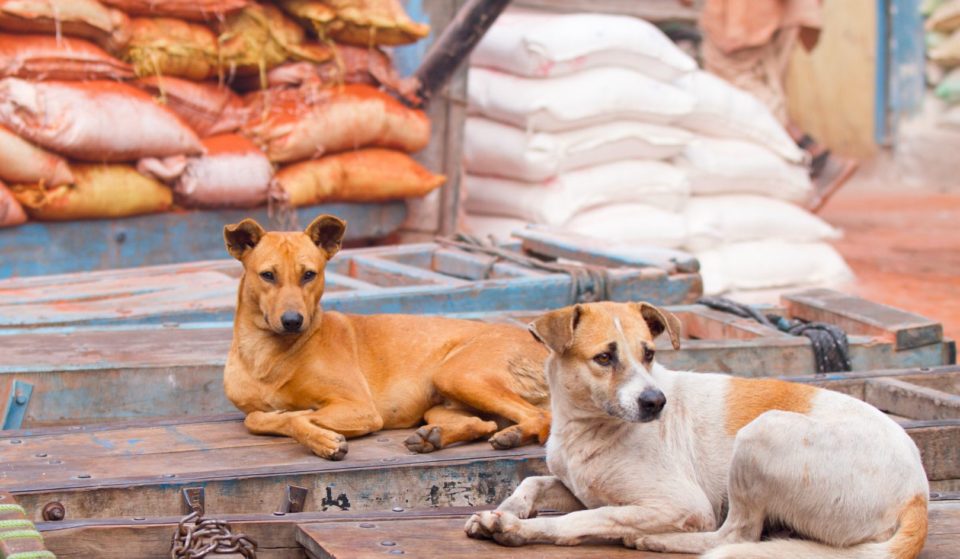 Stray Dogs Will Not Be Removed From Delhi Streets &#8211; Supreme Court Modifies Order And Allows Adoption