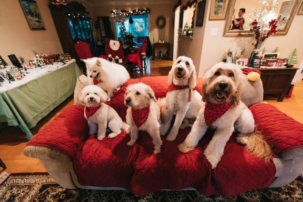 Barket & Pawland Christmas Carnival in Delhi