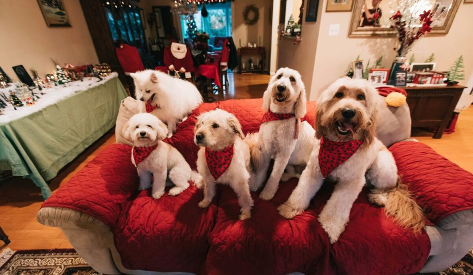 Barket & Pawland Are Hosting The Cutest Christmas Carnival In Delhi With Kittens, Puppies And All The Furries