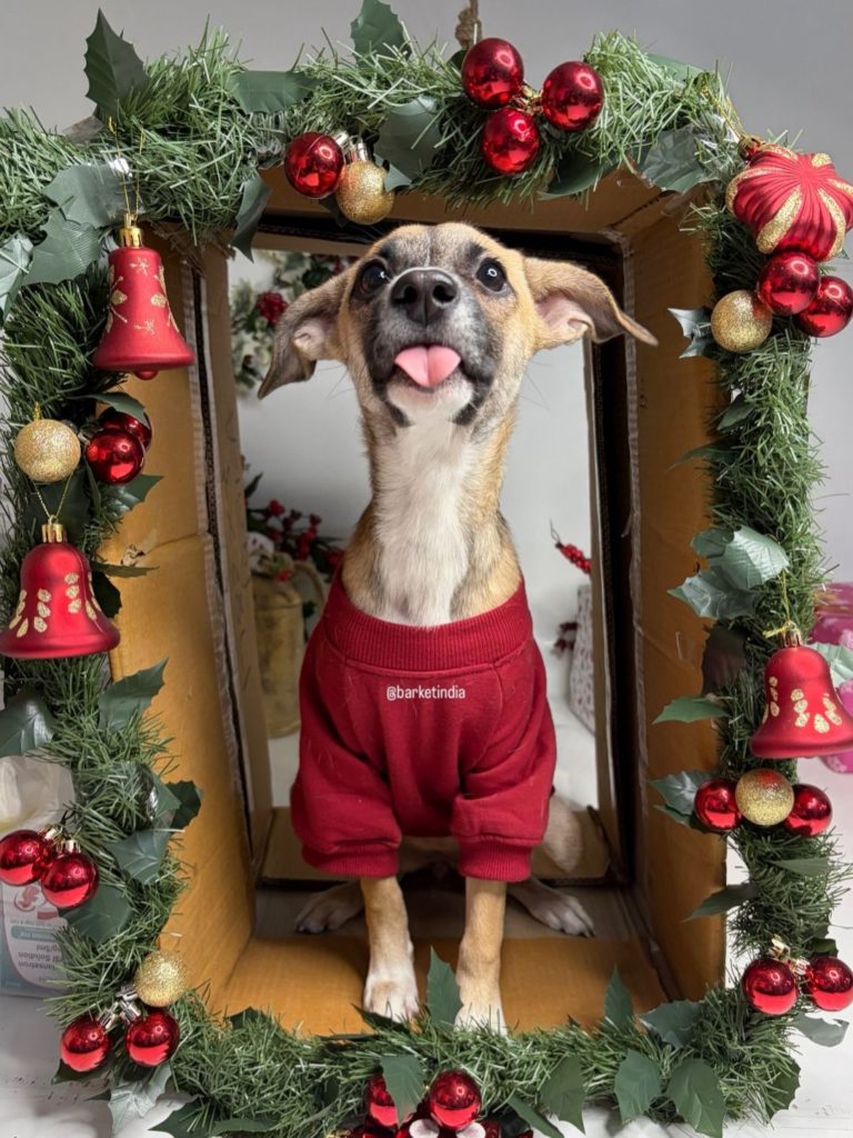 Barket Christmas Carnival in Delhi