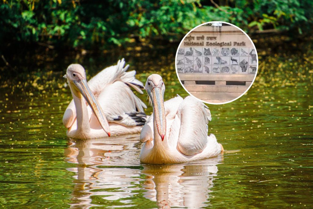 Delhi Zoo Sunday Bird Walk