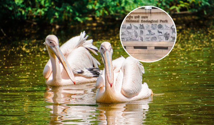 You can now go on free bird watching tours in Delhi guided by experts and here’s how you can register