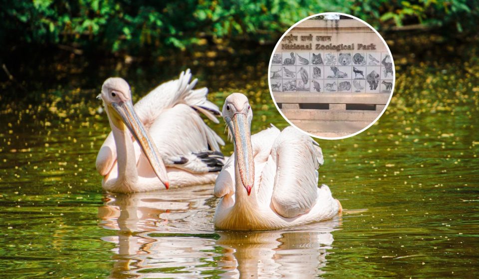 You can now go on free bird watching tours in Delhi guided by experts and here’s how you can register