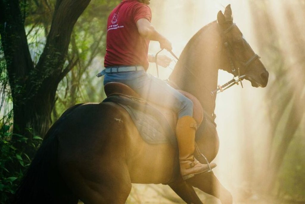 A close-up shot of a horse rider with the sun shining through the trees 