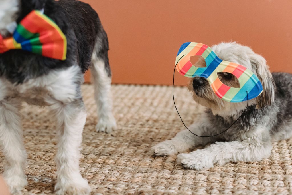 Pawfest Carnival