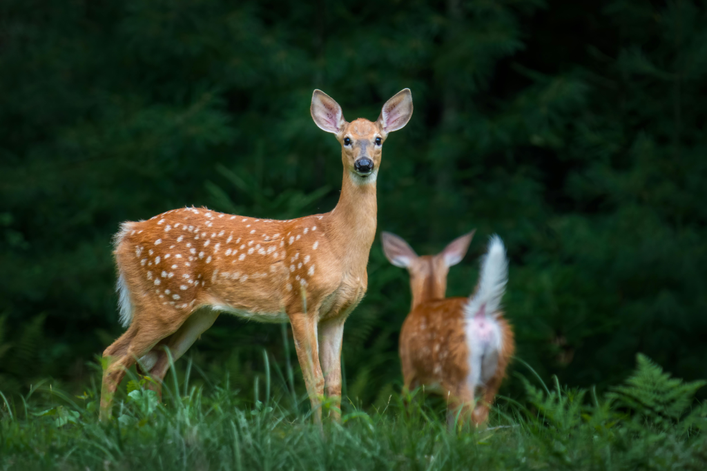 Aditya Nath Jha Deer Park one of the more peaceful things to do in Vasant Kunj