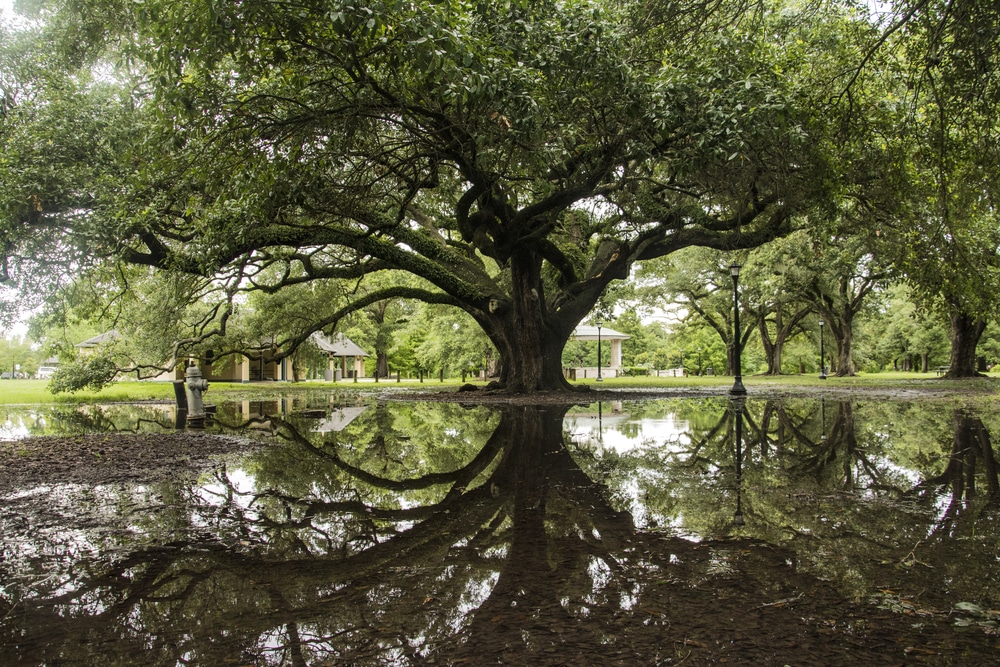 Top 9 Hiking Trails In And Around New Orleans That Are Definitely Worth The Trek