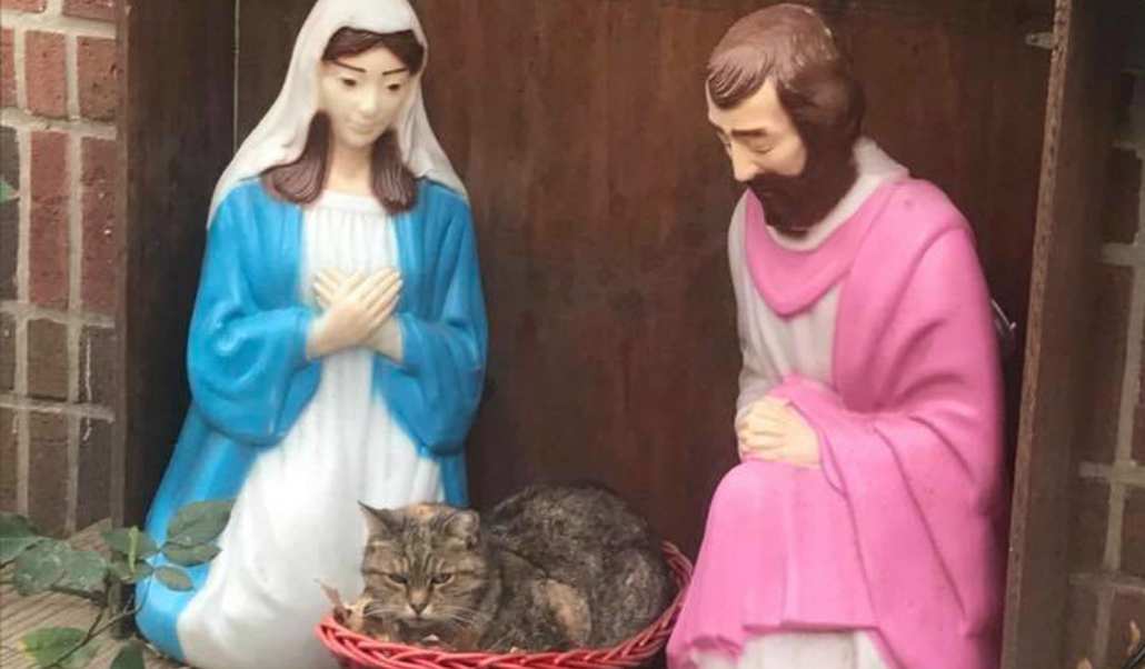 Grumpy Cat Hilariously Crashes Nativity Scene in NYC