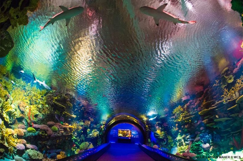 Enter A 40Foot Shark Tunnel At New York Aquarium's 'Ocean Wonders' Exhibit