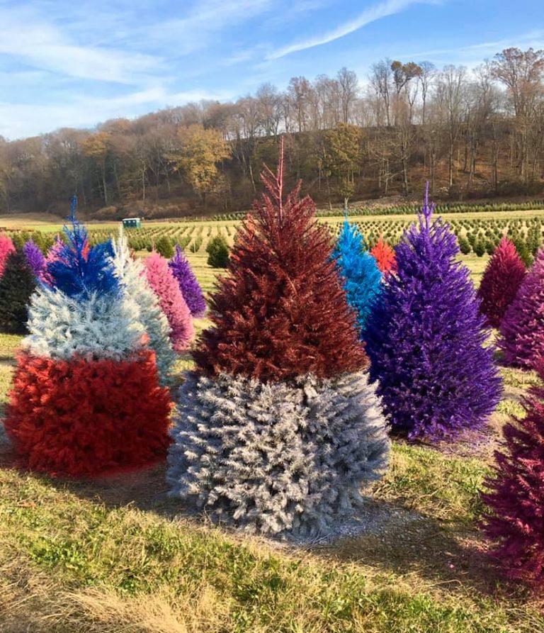 This NJ Farm Sells Colorful Christmas Trees Secret NYC