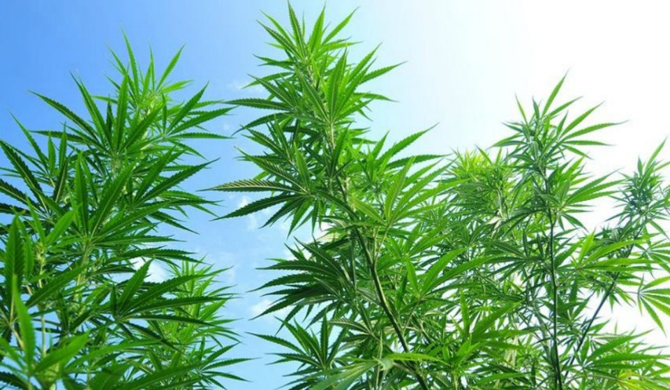 NYC Will Wipe Out Over 1,000 Warrants For Marijuana Offenders