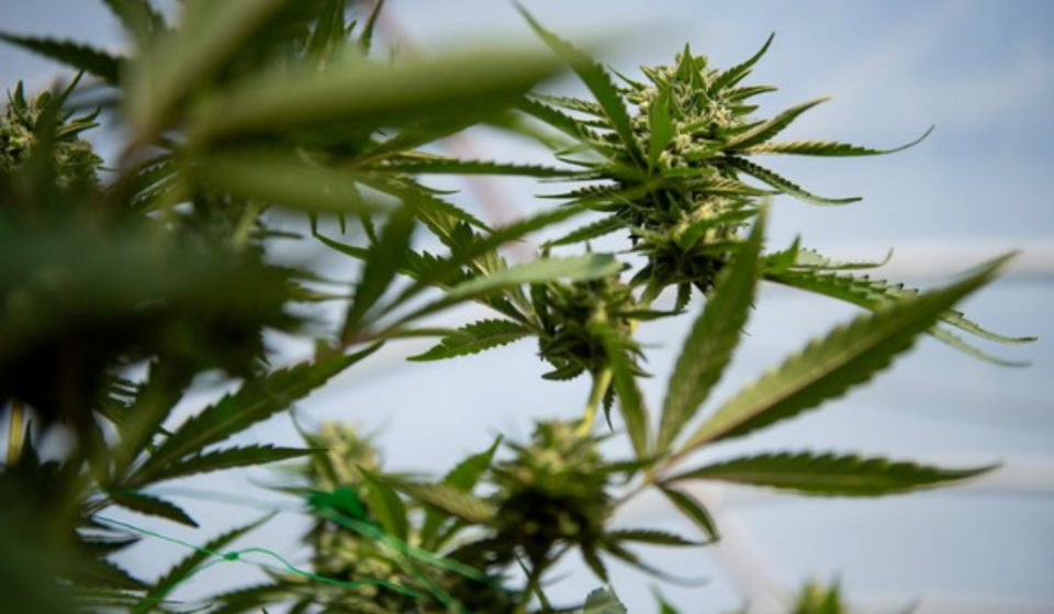 Recreational Marijuana Could Be Legalized In NYC Next Year