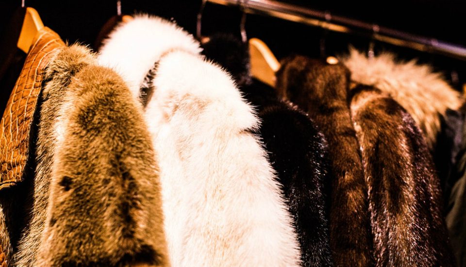 The Sale And Trade Of Fur May Soon Be Banned Across New York State