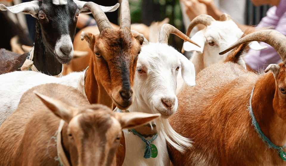 NYC&#8217;s Beloved Goats Will Return This July To Help With Invasive Plant Problems At Riverside Park